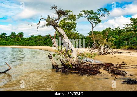 Trockene und verdrehte Bäume, wo die Mangroven auf das Meer treffen Stockfoto