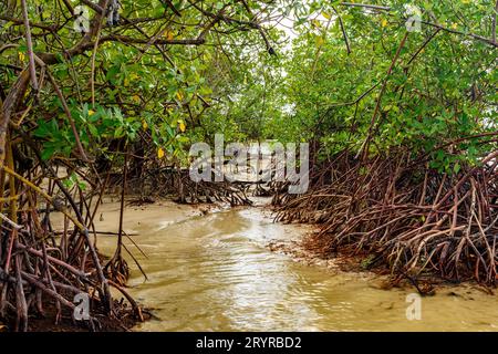 Mangrovenvegetation, wo der Fluss auf das Meer trifft Stockfoto