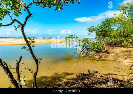 Fluss- und Mangrovenvegetation am Strand Stockfoto