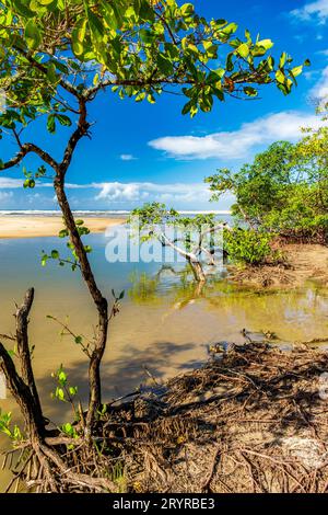 Mangrovenvegetation auf dem Strandsand Stockfoto