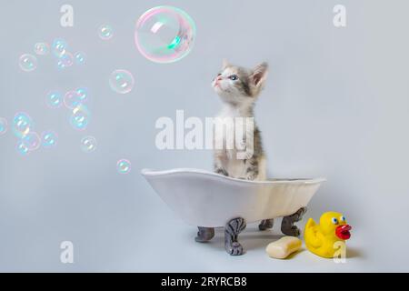 Tabby Kätzchen sitzt in einer Spielzeugbadewanne neben einem Stück Seife und einer gelben Gummiente Stockfoto