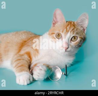 Rote Katze mit überäugigen Augen und einer Brille auf hellem Hintergrund aus nächster Nähe Stockfoto