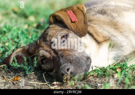 Mischlingshund, der im Sonnenlicht auf dem Gras ruht Stockfoto
