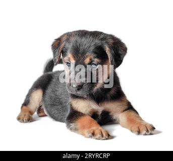 Ein schwarz-brauner Hündchen liegt auf weißem Hintergrund Stockfoto