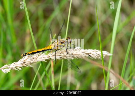 Black Darter Libelle weiblich (Sympetrum danae) Stockfoto