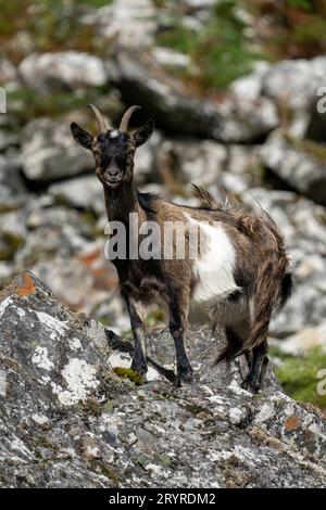 Nanny Wild Goat (Capra hircus) Porträt auf einem typischen felsigen Felsbrocken-Habitat Stockfoto