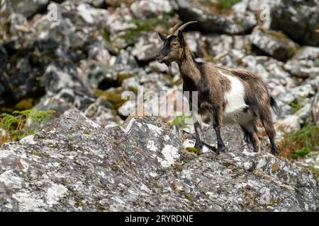 Nanny Wild Goat in einem typischen Felsbrocken-Lebensraum Stockfoto