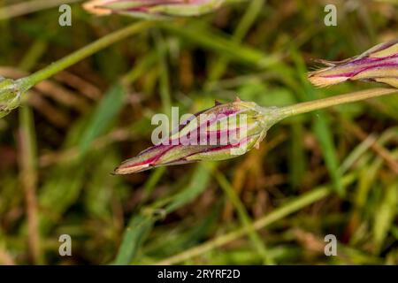 Scorzonera laciniata, mediterranes Schlangenwurzelgras Stockfoto