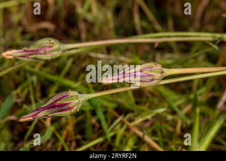 Scorzonera laciniata, mediterranes Schlangenwurzelgras Stockfoto