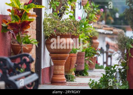Blumen im Topf Stockfoto