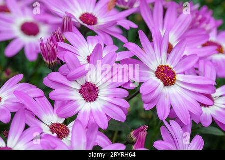 Senetti Pink Bicolor, Pericallis hybrida Senetti Pink Bicolor, Senetti Sunsenepiba, Florist's cineraria Sunsenepiba, Pericallis hybrida Sunsenepibaper Stockfoto