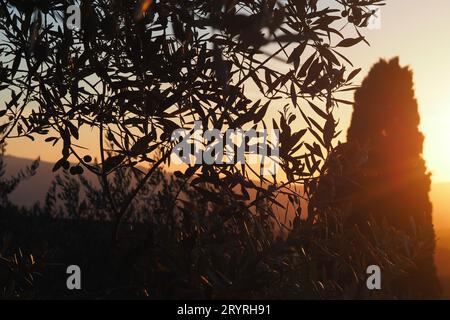 Ein malerischer Blick auf grüne Pflanzen in den Hügeln der Toskana bei goldenem Sonnenuntergang Stockfoto