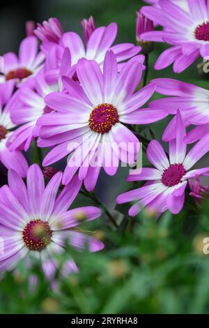 Senetti Pink Bicolor, Pericallis hybrida Senetti Pink Bicolor, Senetti Sunsenepiba, Florist's cineraria Sunsenepiba, Pericallis hybrida Sunsenepibaper Stockfoto