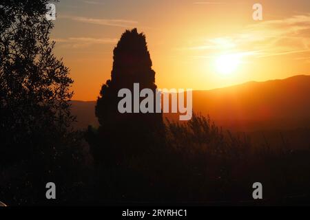 Ein malerischer Blick auf grüne Pflanzen in den Hügeln der Toskana bei goldenem Sonnenuntergang Stockfoto