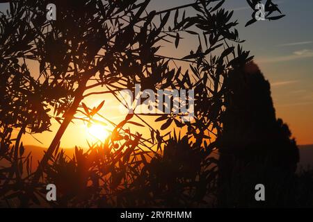 Ein malerischer Blick auf grüne Pflanzen in den Hügeln der Toskana bei goldenem Sonnenuntergang Stockfoto