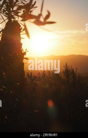 Ein malerischer Blick auf grüne Pflanzen in den Hügeln der Toskana bei goldenem Sonnenuntergang Stockfoto