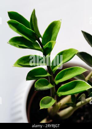 Grüne ZZ-Pflanze hinterlässt Fotografie Stockfoto