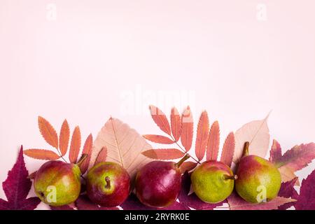 Natürliche Zusammensetzung der trockenen rosa Blätter und Birnen auf rosa Hintergrund. Herbst Ernte Konzept Stockfoto