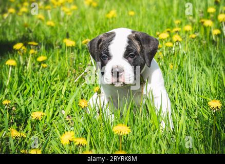 Hündchen amerikanische Bulldogge für einen Spaziergang im Park Stockfoto