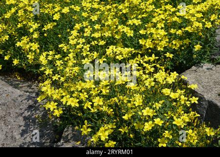 Linum Flavum, gelb Flachs Stockfoto