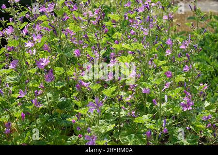 Malva sylvestris, gemeine Malve Stockfoto