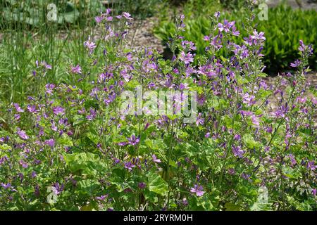 Malva sylvestris, gemeine Malve Stockfoto