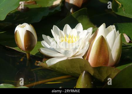Nymphaea alba, weiße Seerose Stockfoto