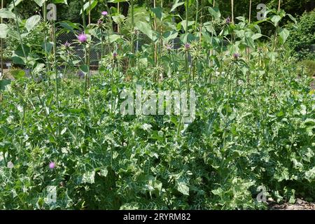 Silybum marianum, Mariendistel Stockfoto