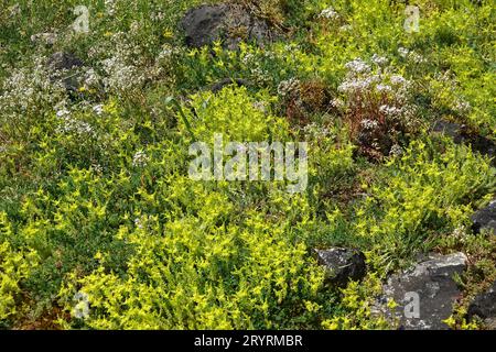 Sedum sexangulare, geschmackloser Steinpilz Stockfoto