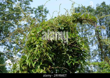 Tamus communis Syn Dioscorea, schwarzer Bryony Stockfoto