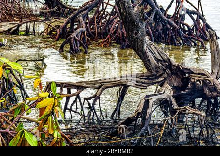Blick aus dem Inneren der Mangroven mit Bäumen und Wurzeln im Wasser Stockfoto