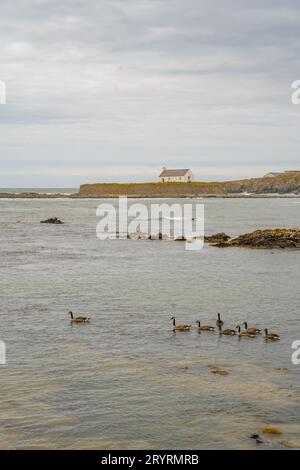 Kanadiengänse schwimmen im Meer in der Kirche St. Cwyfan, Porth Cwyfan, Aberffraw, Isle of Anglesey Stockfoto