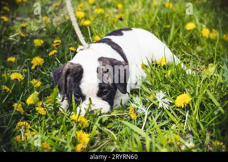 Hündchen amerikanische Bulldogge für einen Spaziergang im Park Stockfoto
