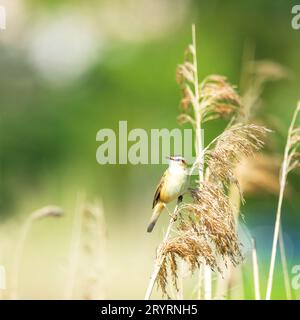 Ein Seedsänger, Acrocephalus schoenobaenus, der auf einem Schilf am Rand eines Sees steht. Stockfoto