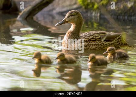 Stockente Weibchen mit Entenblüten schwimmt auf einem See Stockfoto