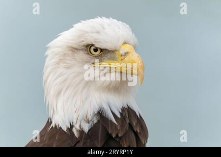 Porträt eines majestätischen Seeadlers (Haliaeetus leucocephalus). Amerikanisches Nationalsymbol. Vorderansicht. Stockfoto