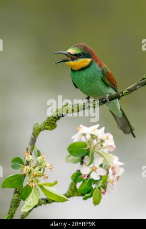 Europäischer Bienenfresser (Merops apiaster) sitzt auf einem Zweig in einem Apfelbaum mit Blumen. Grüner Hintergrund. Gelderland in den Niederlanden. Stockfoto