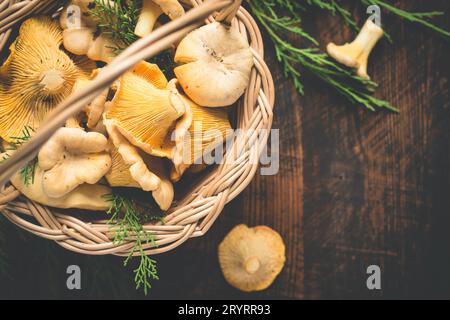 Korb mit wilden Pilzen Pfifferlingen auf dunklem Hintergrund Stockfoto