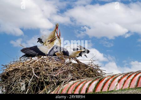 Nahaufnahme eines großen Nestes aus Ästen und Gras auf dem Dach des Bauernhofs mit erwachsenen und unreifen Bettelstörchen, Ciconia ciconia, mit tiefroten Schnäbeln gegen blaue Ske Stockfoto