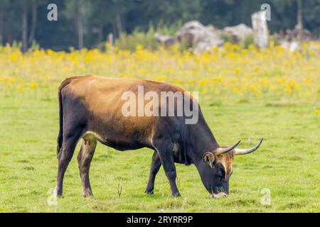 Naturlandschaft mit Sayaguesa Koe als großer grazer für Naturschutz in der niederländischen Provinz Drenthe vor dem Hintergrund von Wäldern A Stockfoto