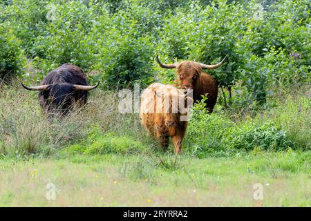 Freilebende Herde von schwarzem schottischem Highland-Bullen mit brauner Kuh und braunem Kalb im Naturschutzgebiet Drenthe entlang Rolder Diep zwischen Rolde und Anderen Stockfoto