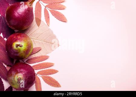 Natürliche Zusammensetzung der trockenen rosa Blätter und Birnen auf rosa Hintergrund. Herbst Ernte Konzept. Stockfoto