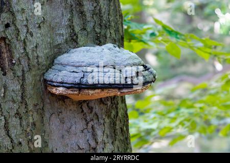 Nahaufnahme eines Tinder-Pilzes, Fomes fomentarius, auf dem Stamm einer toten Kiefer mit deutlich sichtbarer Unterseite Stockfoto