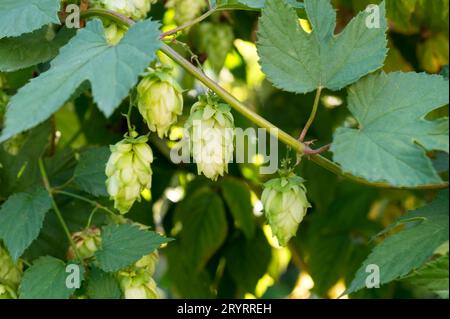 Grüne Hopfen-Pflanzenzapfen mit grünen Blättern, Nahaufnahme. Bittere Zutat zur Zubereitung von Bier oder Brot. Stockfoto
