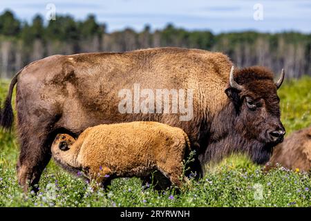 Ein amerikanischer Mutterbison ernährt sein junges Kalb liebevoll in einer ruhigen Grasebene Stockfoto