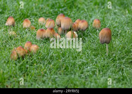 Eine Ernte von Toadhools im Tau auf einem nassen Gartenrasen im Frühherbst Stockfoto
