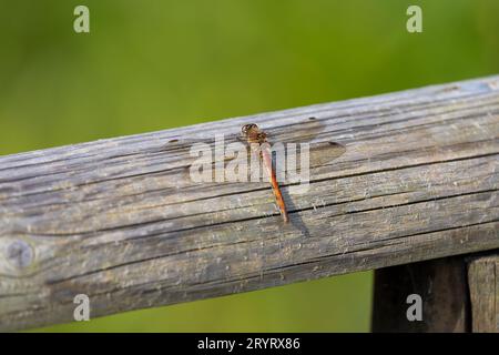 Eine gewöhnliche Dart-Libelle Sympetrum striolatum, die auf einem runden Holzbalken vor einem diffusen grünen Hintergrund thront Stockfoto