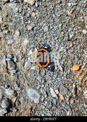 Schmetterling Vanessa atalanta, der rote Admiral sitzt auf Kies. Stockfoto