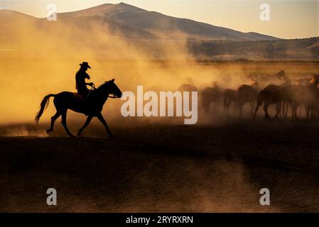 Ein Cowboy mit wilden Pferden auf einem staubigen Gebiet in der Stadt der Provinz Kayseri in der Türkei, Outdoor-Fotografie. 09.24.2023 Stockfoto