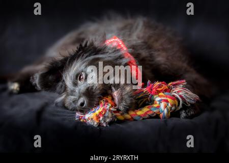 Schwarzes Hundewelpen Kauknotenseil Knochenspielzeug Stockfoto